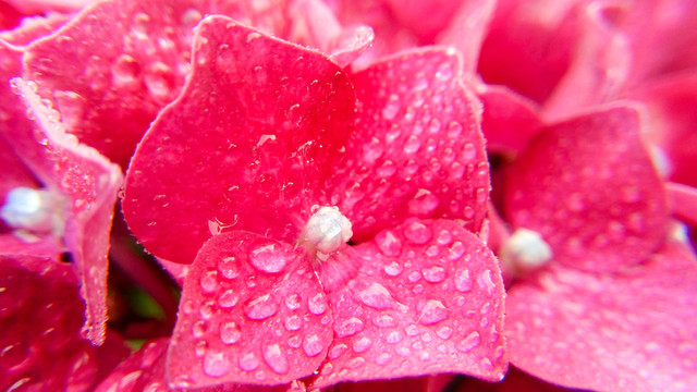 繡球花