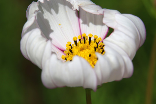 白色花朵黃色花蕊