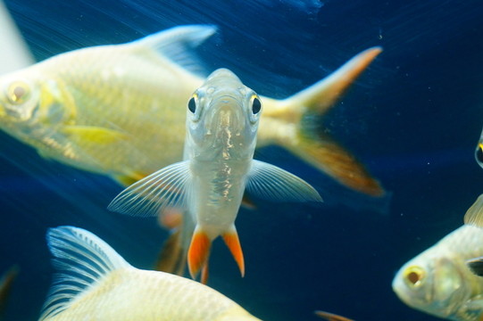 雙線鯽魚