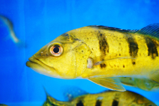 巴西亞魚