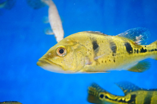 巴西亞魚和鴨嘴鱷魚共處