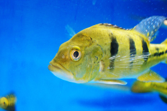 巴西亞魚