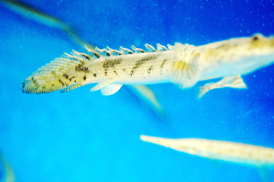 鴨嘴鱷魚