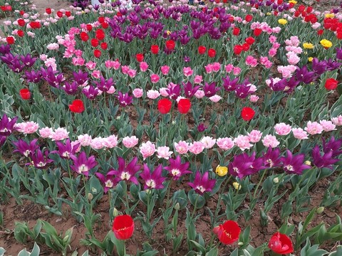 花圃