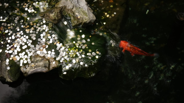 金魚 觀賞魚 高清 攝影