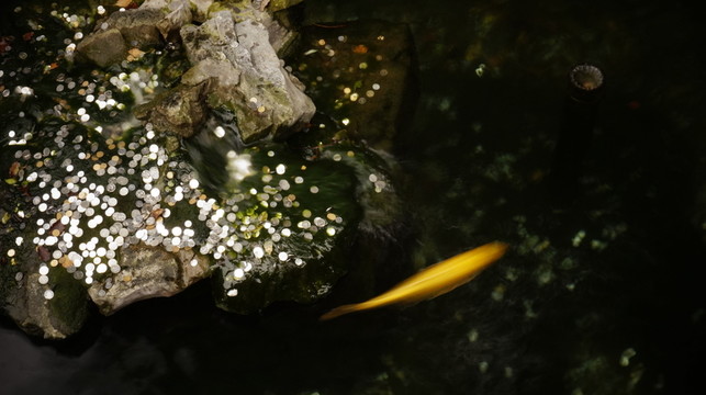 金魚 觀賞魚 高清 攝影
