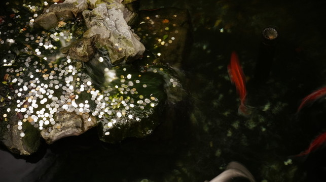 金魚(yú) 觀賞魚(yú) 高清 攝影