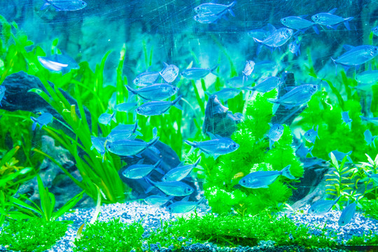 魚缸背景圖 水草缸
