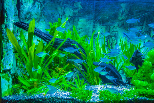 魚缸背景圖 水草缸