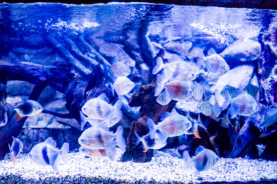 海底世界 魚群 魚缸