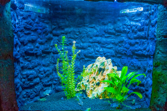 魚(yú)缸造景 魚(yú)缸背景圖