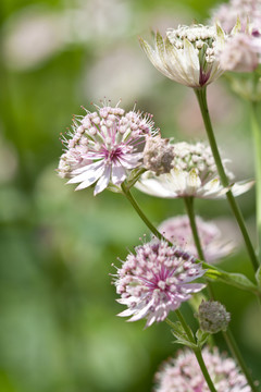 astrantia