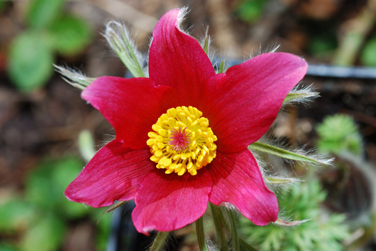 紅色春天的花朵