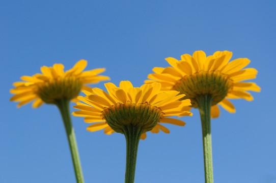 dyer的洋甘菊anthemis tinctoria-
