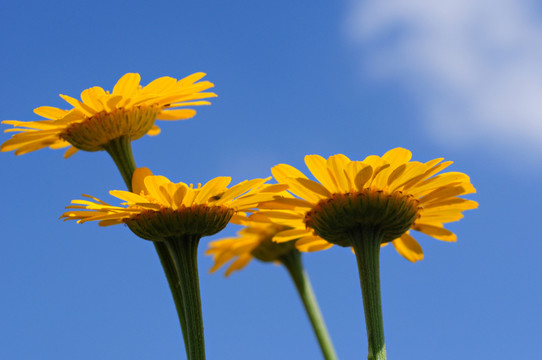 dyer的洋甘菊anthemis tinctoria-