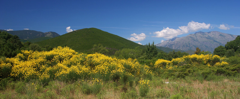 山