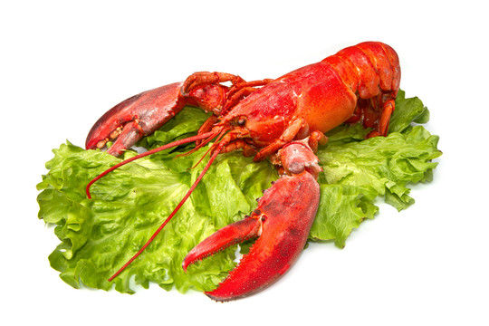 食物