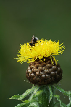 巨大的knapweed
