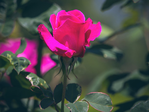 玫瑰花
