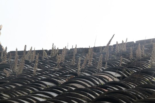 孝昌小河古街 （1）