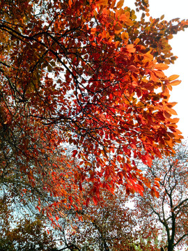 紅楓 紅葉