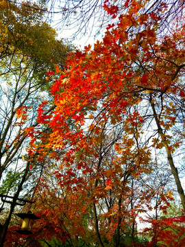 紅楓 紅葉