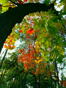 紅楓 紅葉