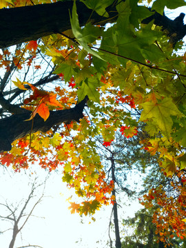 紅楓 紅葉