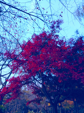 紅楓