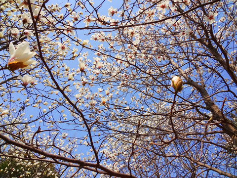 漫天玉蘭花 玉蘭花園