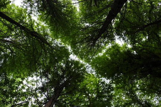 樹林 園林 樹木