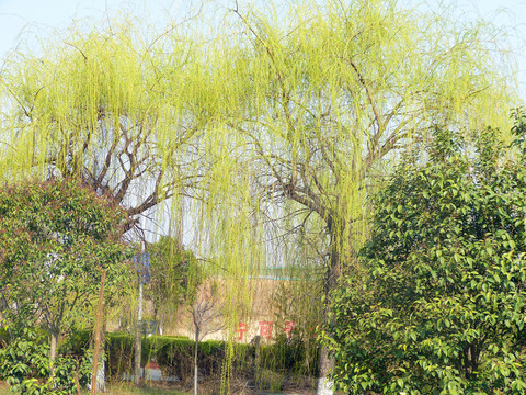 柳樹(shù)發(fā)芽 垂柳