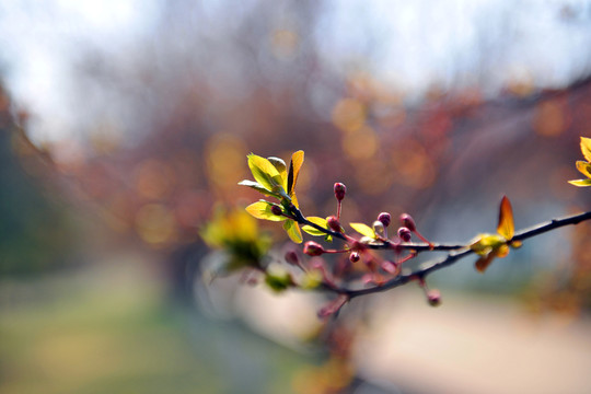 春天樹(shù)木發(fā)芽