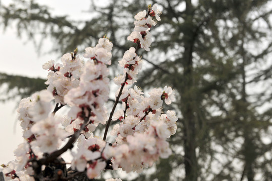 白色果樹花