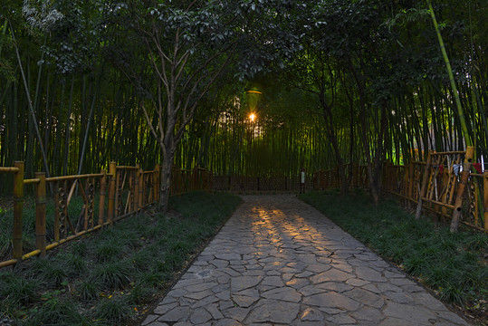 竹林小道
