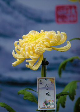菊花展