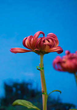菊花