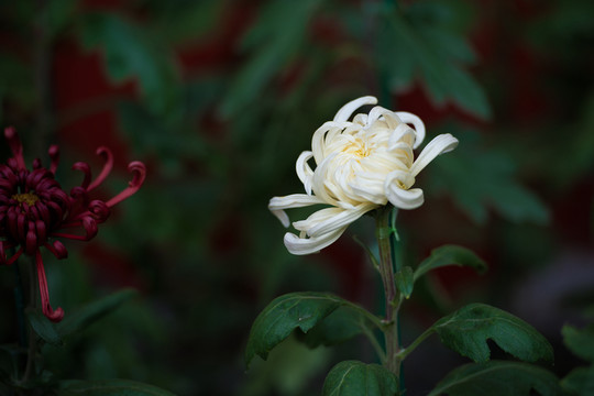 菊花