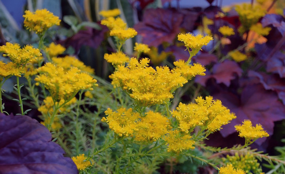 花園