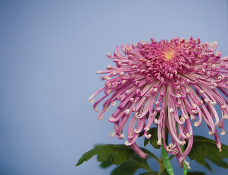菊花 秋菊 菊花展 菊花特寫