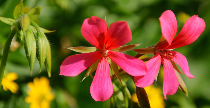 花園