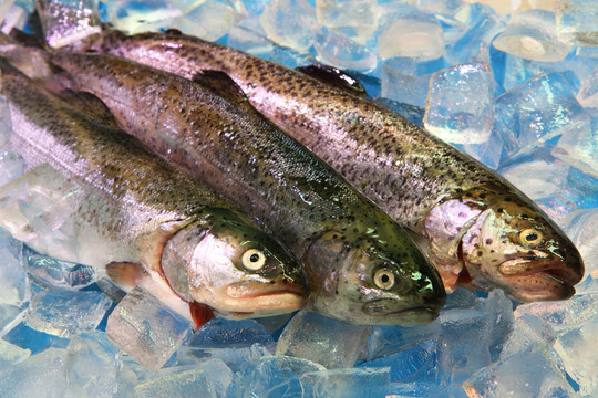 魚