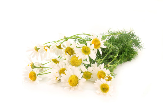 甘菊
