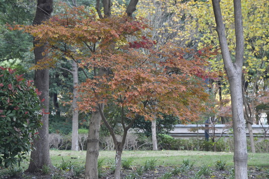 紅楓樹