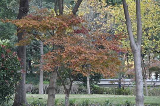 紅楓樹