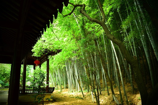 竹林風(fēng)景