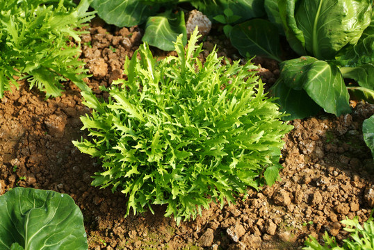 生菜