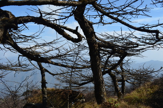 高山松樹