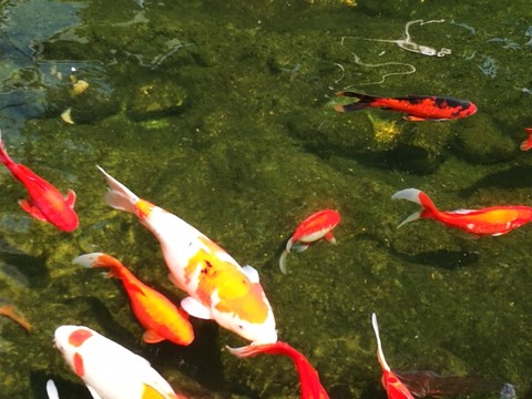 紅鯉魚