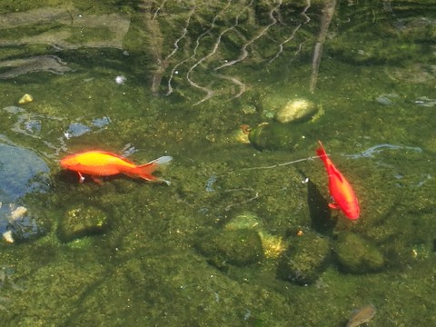 魚